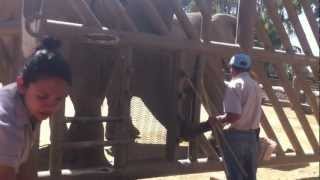 preview picture of video 'Entrenamiento de Elefantes Zooleón ~ Parte 1'