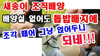 새송이 조직배양, 배양실 없어도 톱밥배지에 조각 떼어 그냥 얹어 두니 되네!!!.(버섯 조직배양, 버섯 재배…