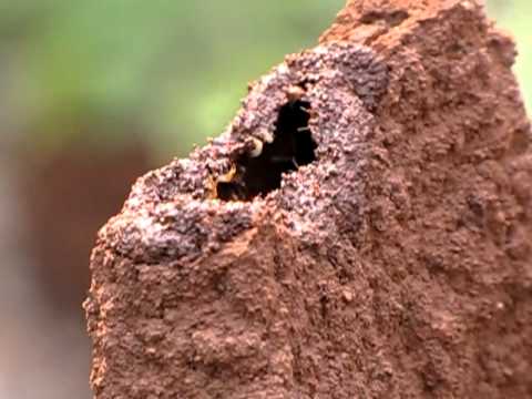 Termites building mound @ Maredumilli - Andhra Pradesh