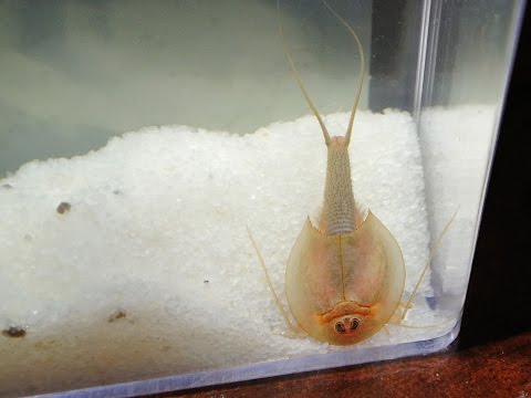 Triops - Smithsonian Prehistoric Sea Monsters 2