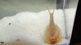 Triops - Smithsonian Prehistoric Sea Monsters 2