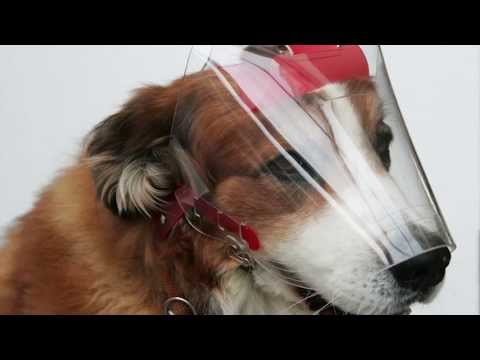 OPTIVIZOR Augenschutz für Hunde