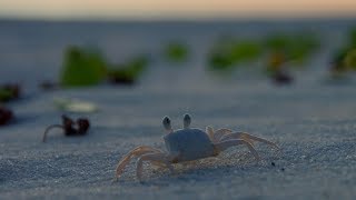 Fiddler Crab of Laguna
