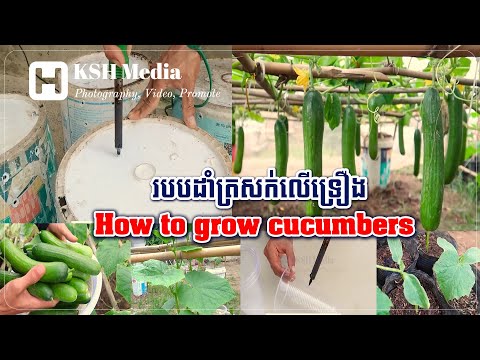 , title : 'របៀបដាំត្រសក់ How to grow cucumbers'