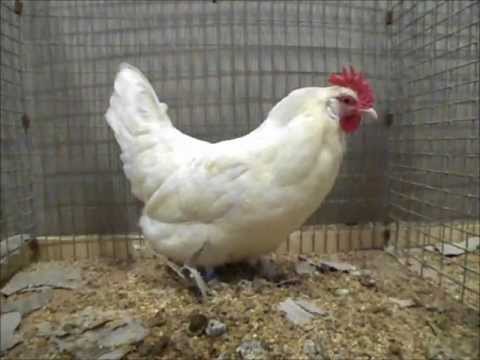 Krüper weiß, Europaschau Leipzig 2012