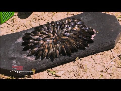 Recipe: Franck's Eclade - Julie's Notebooks - Shellfish on the menu