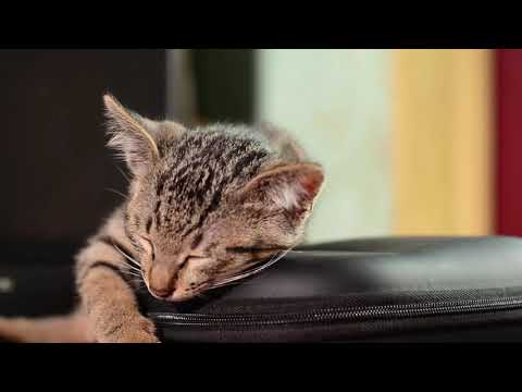 funny cat moment at sleeping mood
