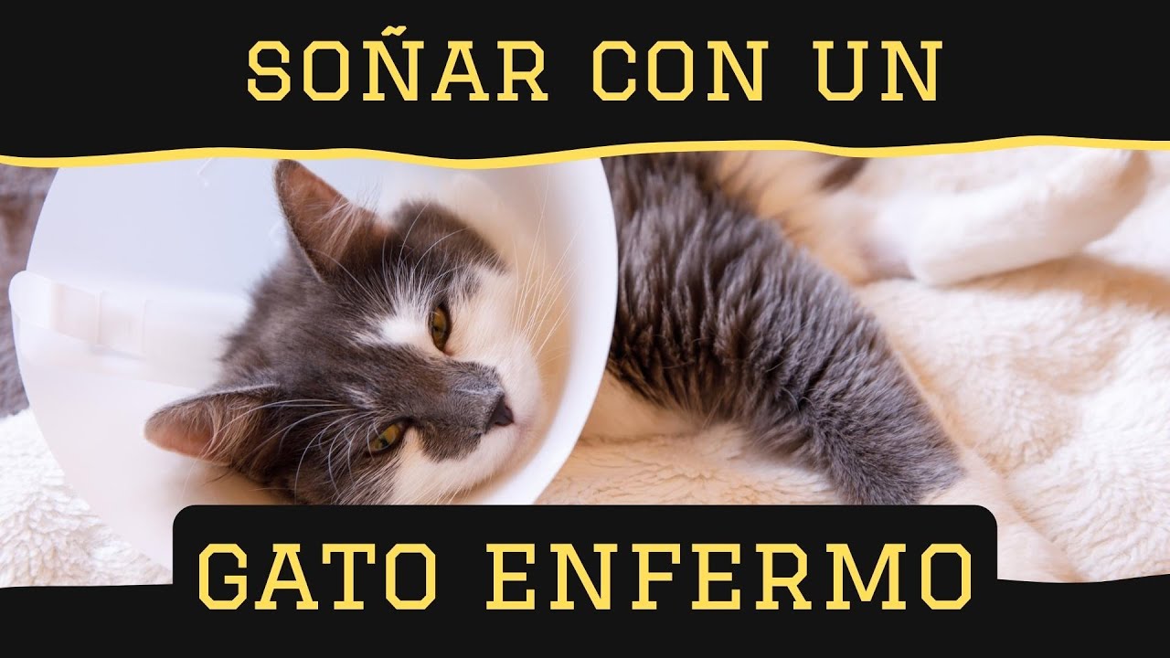 SOÑAR CON UN GATO ENFERMO