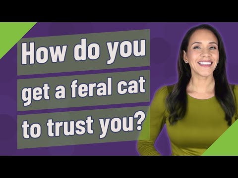 How do you get a feral cat to trust you?