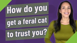 How do you get a feral cat to trust you?