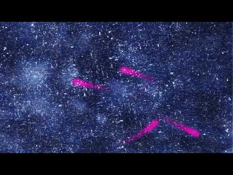 Totally Enormous Extinct Dinosaurs - A Dream I Have