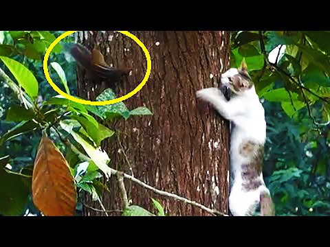 Cat climbs a very big tree to catch  a squirrel !