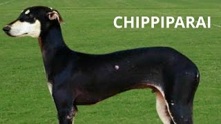 Chippiparai Hound, India  