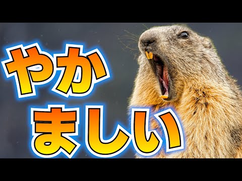 テネリフェ島:致命的な食べ物の好みを持つウサギ