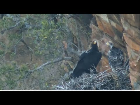 Verreaux Black Eagle eaglet self feeding rock hyrax