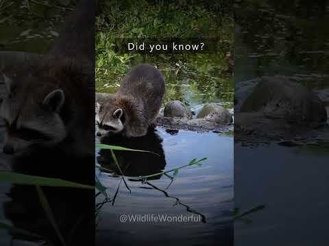 Raccoon Foodie Habits Revealed