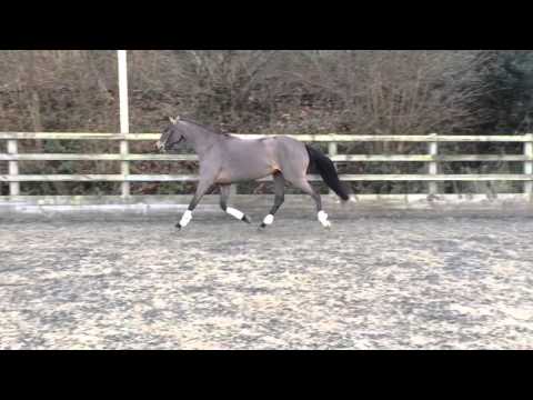 kwpn mare 2012 by INDOCTRO