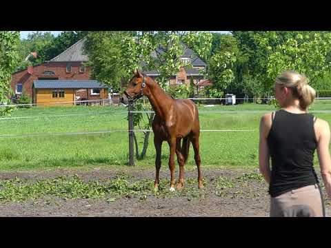 2jähriger Hengst von First Ampere