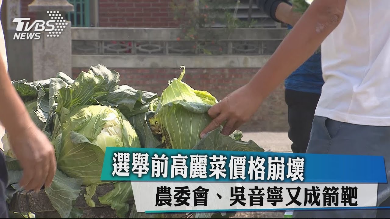 選舉前高麗菜價格崩壞 農委會、吳音寧又成箭靶