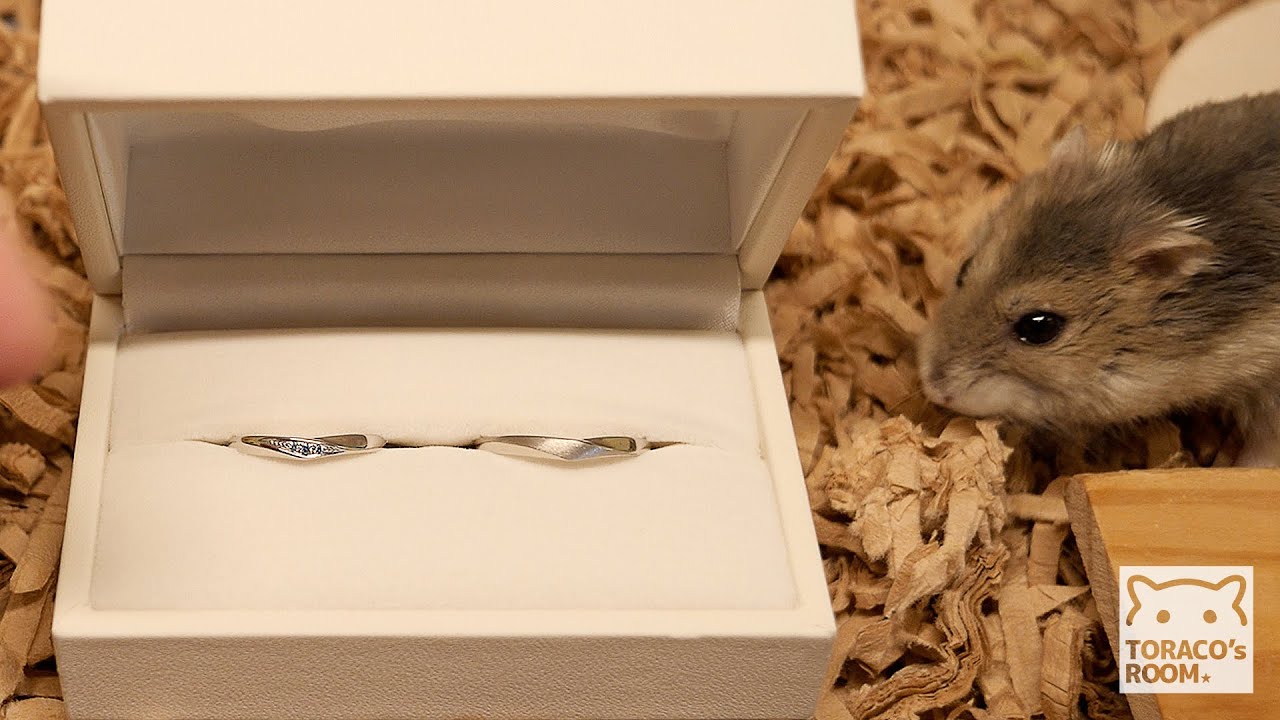 たまちゃんは俺の結婚指輪を狙っている。【ハムスター】/ We got married!