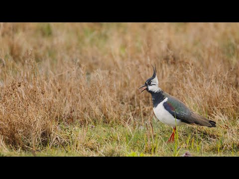 Der Kiebitz im März | Die Geschichten hinter meinem Wildlife-Kalender