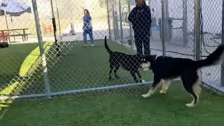 Video preview image #1 Siberian Husky-Unknown Mix Puppy For Sale in Woodbury, NY, USA