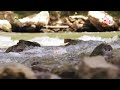 Vedic Mantras For Positive Energy Rare Vedic Chants Peaceful Vedic Chants 360p