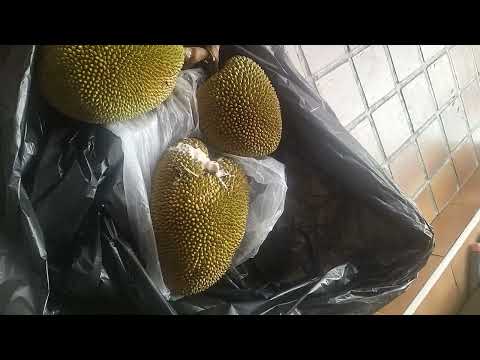 Jackfruits let's see how to do guys