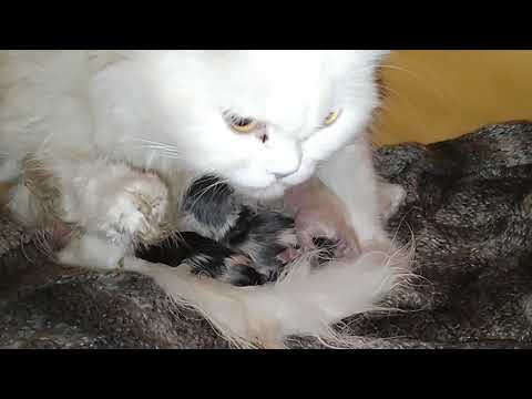 Mother Cat Feeding And Licking Her New Born Kittens