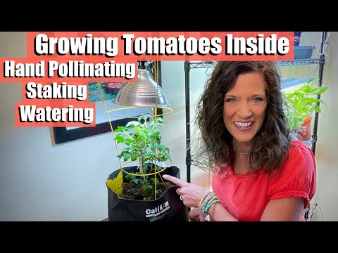 , title : 'How to Grow Tomatoes Inside in Winter - Hand Pollinating, Staking Watering, Grow Lights 🍅☃️'