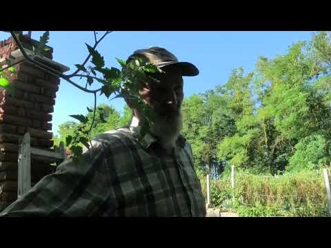 Bugaszegi szösszenetek - A harag