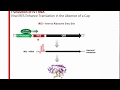 Leveraging the Power of In Vitro Transcription Leveraging the Power of In Vitro Transcription