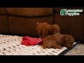 Toy Poodle dogs for sale: Carly - Video 1