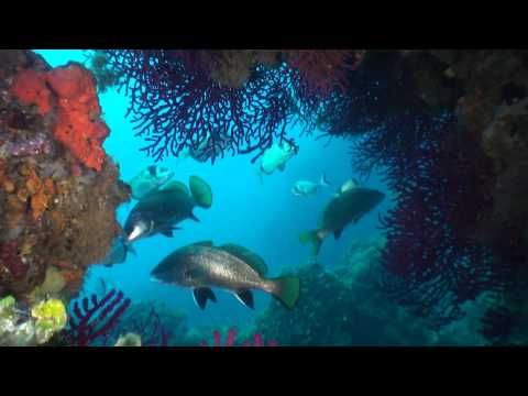 download lagu mp3 mp4 Estartit Plonge, download lagu Estartit Plonge gratis, unduh video klip Estartit Plonge