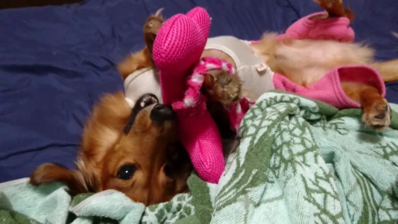 可愛いダックスフンド一人遊び おもちゃとじゃれあう姿