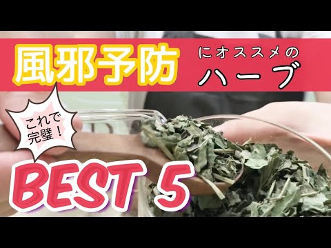 園芸 咳止めのハーブ