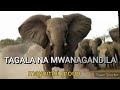 MWANAGANDILA NA TAGALA SIKILIZA MPAKA MWISHO TUNAKULETEA BURUDANI YA ASILI KILA SIKU