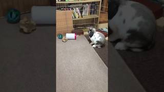 みみ　爪切りの後