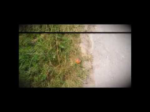 FaneStelaru -Devil red Sun