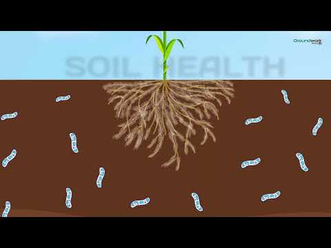 Rootella mycorrhizal inoculants restore your soil’s natural biological infrastructure.