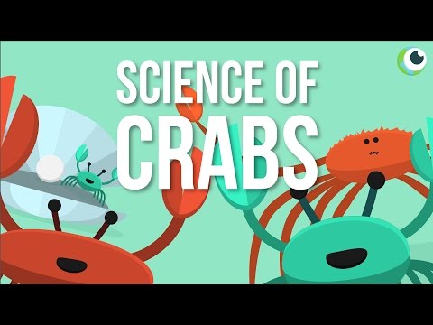 美しい科学-カニの科学 (Beautiful Science - The Science of Crabs)