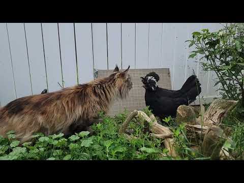 Niamh Informs the Cat Who's Boss 6.13.25