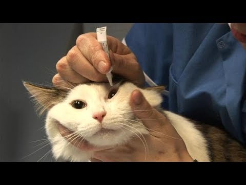 Заболевания глаз у котят! Герпес глаз и калицивироз у кошек.