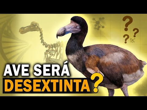 DODÔ, pássaro extinto PODE VOLTAR A VIDA?