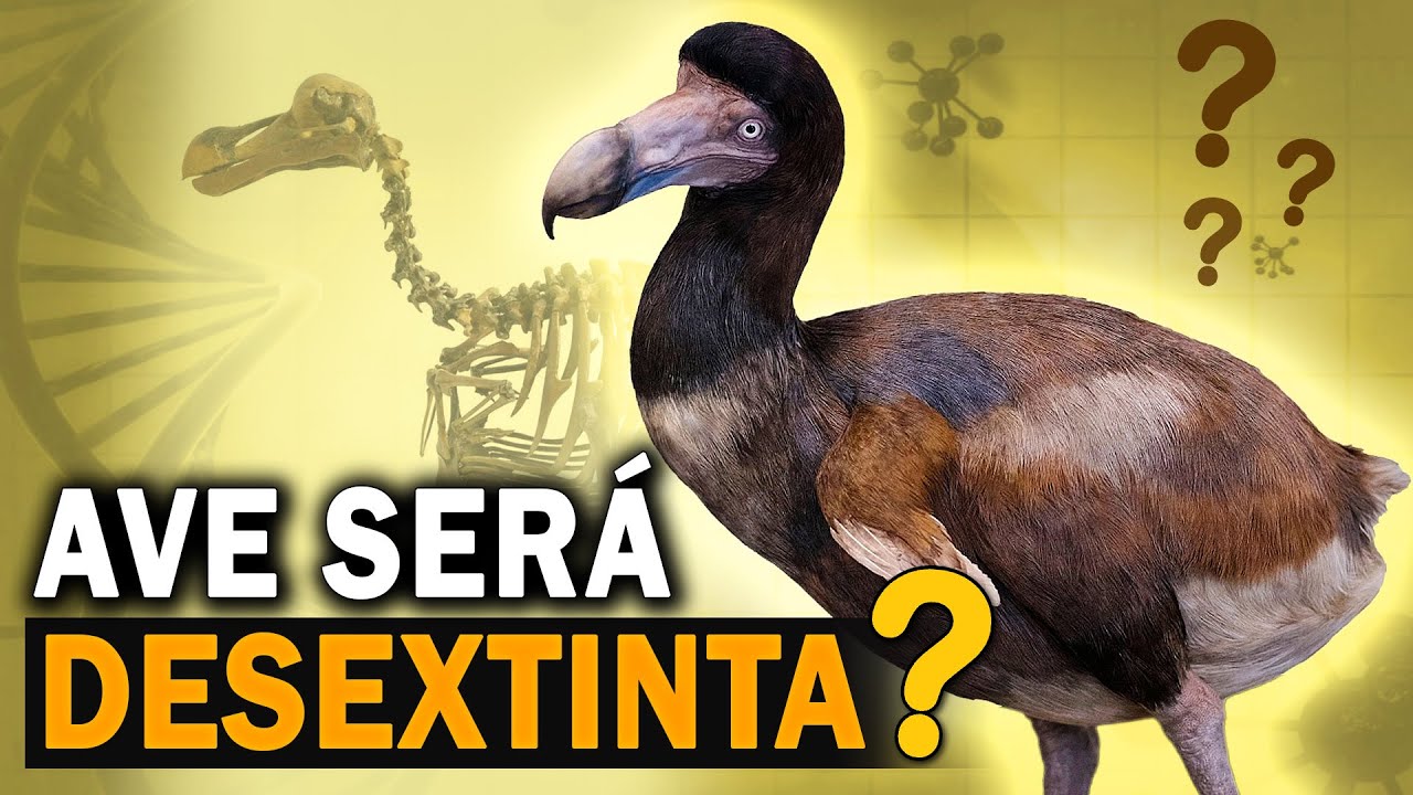 DODÔ, pássaro extinto PODE VOLTAR A VIDA?