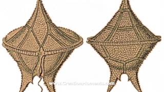 Is it Plant Or Animal? (Part 1 of 2)