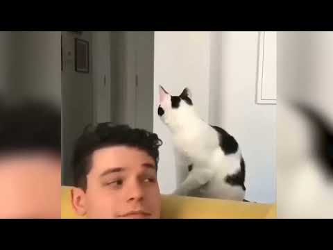 Who is better human or pets & cats fails ?!😂