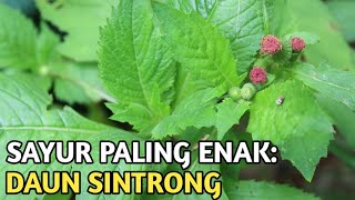 Download lagu KENALAN SAMA DAUN SINTRONG, UDAH PERNAH MAKAN BELUM? mp3 Download lagu KENALAN SAMA DAUN SINTRONG, UDAH PERNAH MAKAN BELUM? mp3