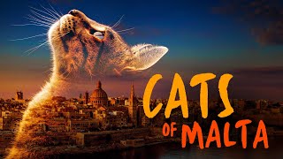 Cats of Malta US Movie Trailer 2023 | Nexus Production Group