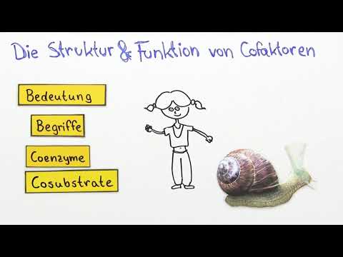 Cofaktoren – Einteilung, Struktur und Funktion einfach erklärt | sofatutor